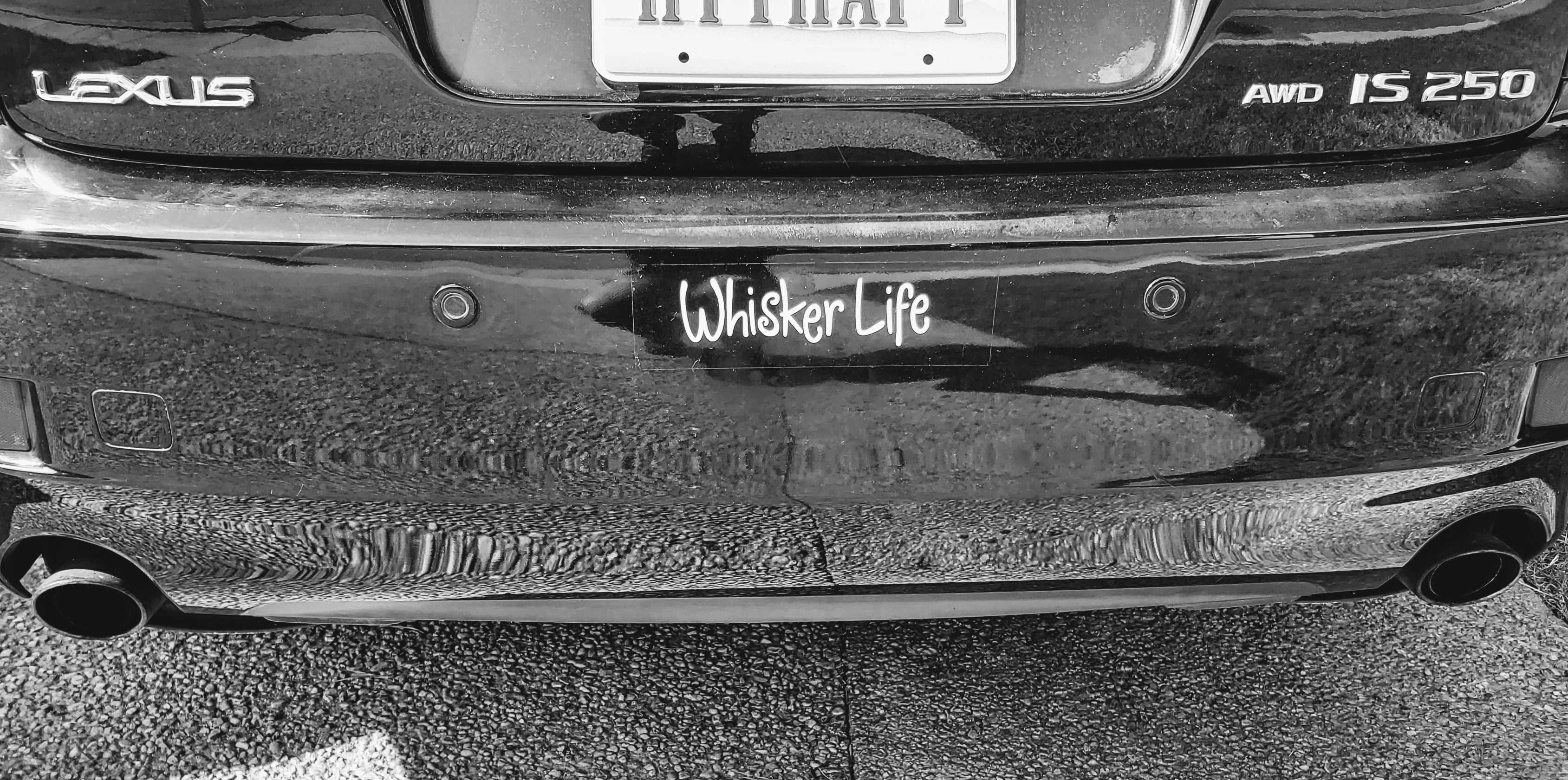 Whisker Life Decal